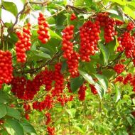 Саженец Лимонник китайский Миф в контейнере